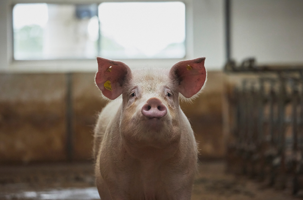 Maul- und Klauenseuche: Wirtschaftlicher Schaden steigt maul--und-klauenseuche-wirtschaftlicher-schaden-steigt